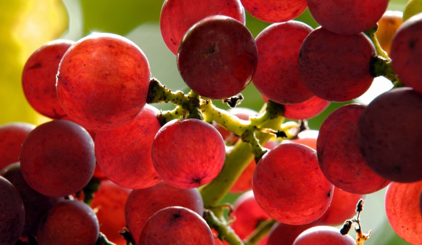 Grapes on vines in a vineyard